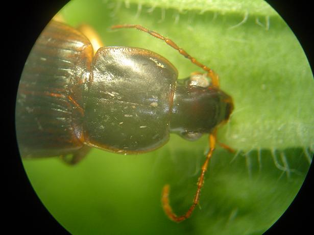 Carabidae with yellow legs